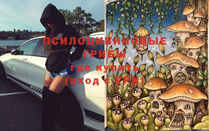 Псилоцибиновые грибы Psilocybe  Ставрополь 